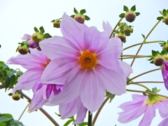 皇帝（こうてい）ダリア　６