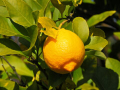 檸檬　２
