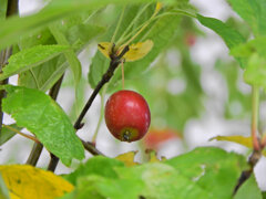 姫林檎 6