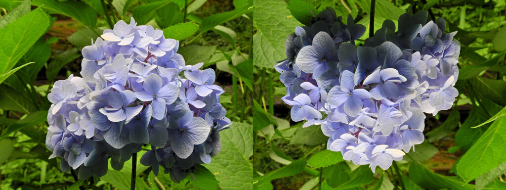 私のハートを探して・・紫陽花・・逆さ♥