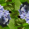 私のハートを探して・・紫陽花・・逆さ♥