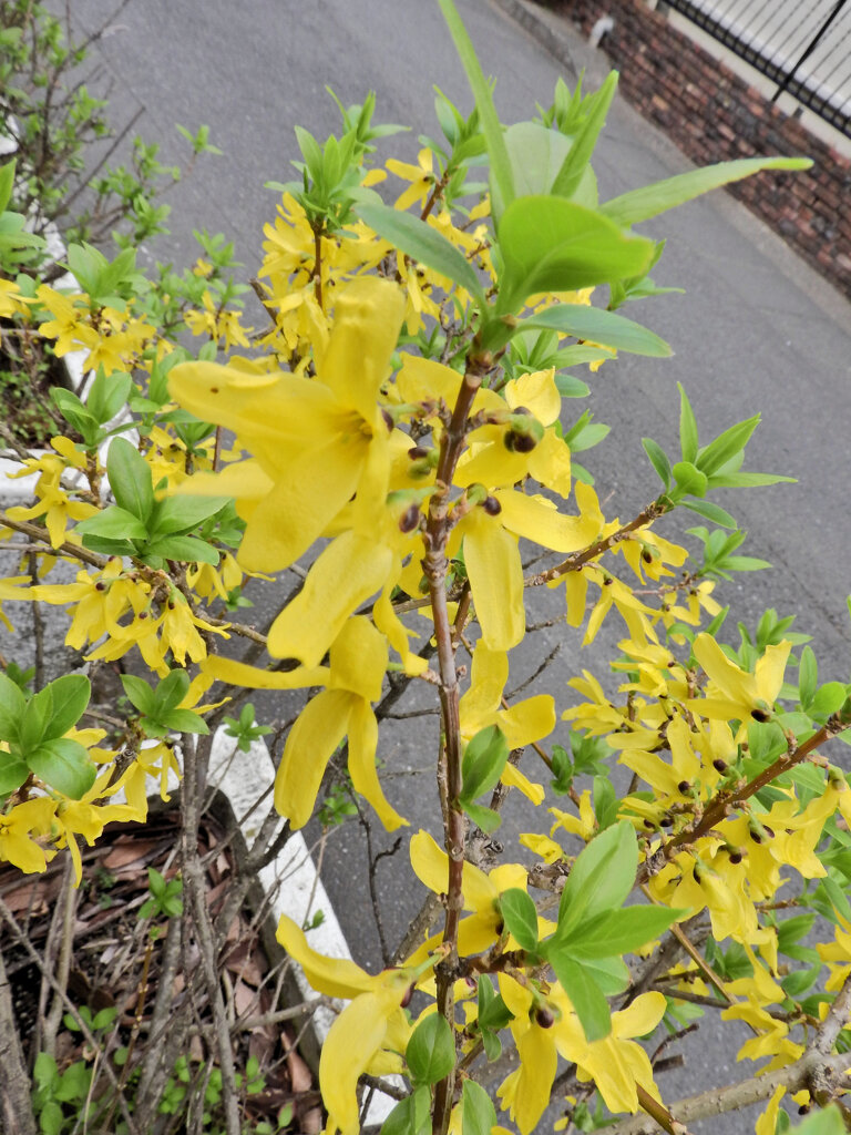 レンギョウ　３