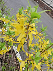 レンギョウ　３