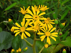 石蕗 （つわぶき）２