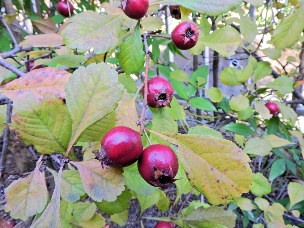 山樝子（さんざし）の実　２