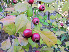 山樝子（さんざし）の実　２