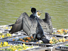 等々力緑地公園・・釣り堀池・・花イカダで　カワウ　５