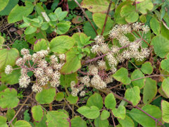 独活 （うど）花　４