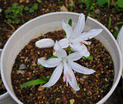 ネリネ   （ダイヤモンドリリー）白花　３