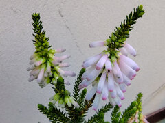 エリカ　様　５