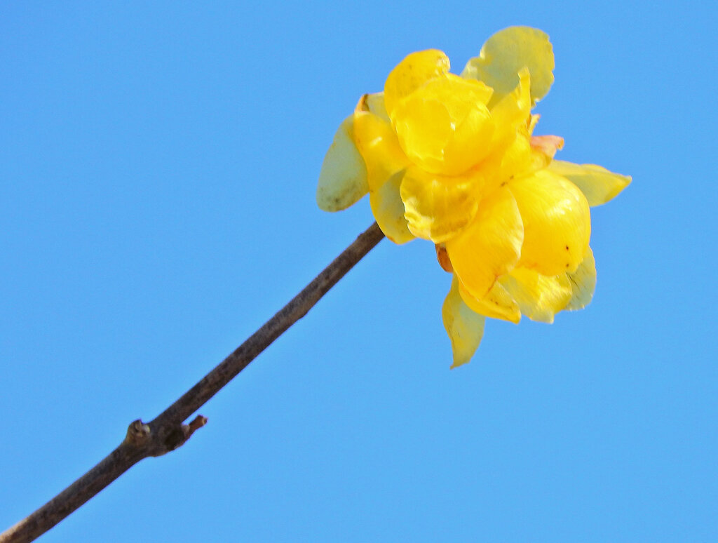 寒風・強風　吹く・・蝋梅　３