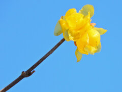 寒風・強風　吹く・・蝋梅　３