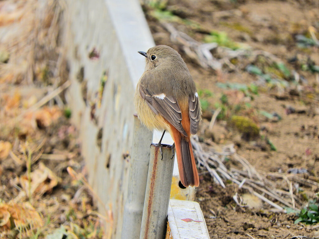 ジョビ子さんと遊んだ(∩.∩）　５