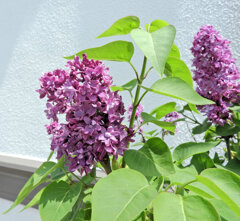 ライラック、  リラ、紫丁香花（むらさきはしどい）１