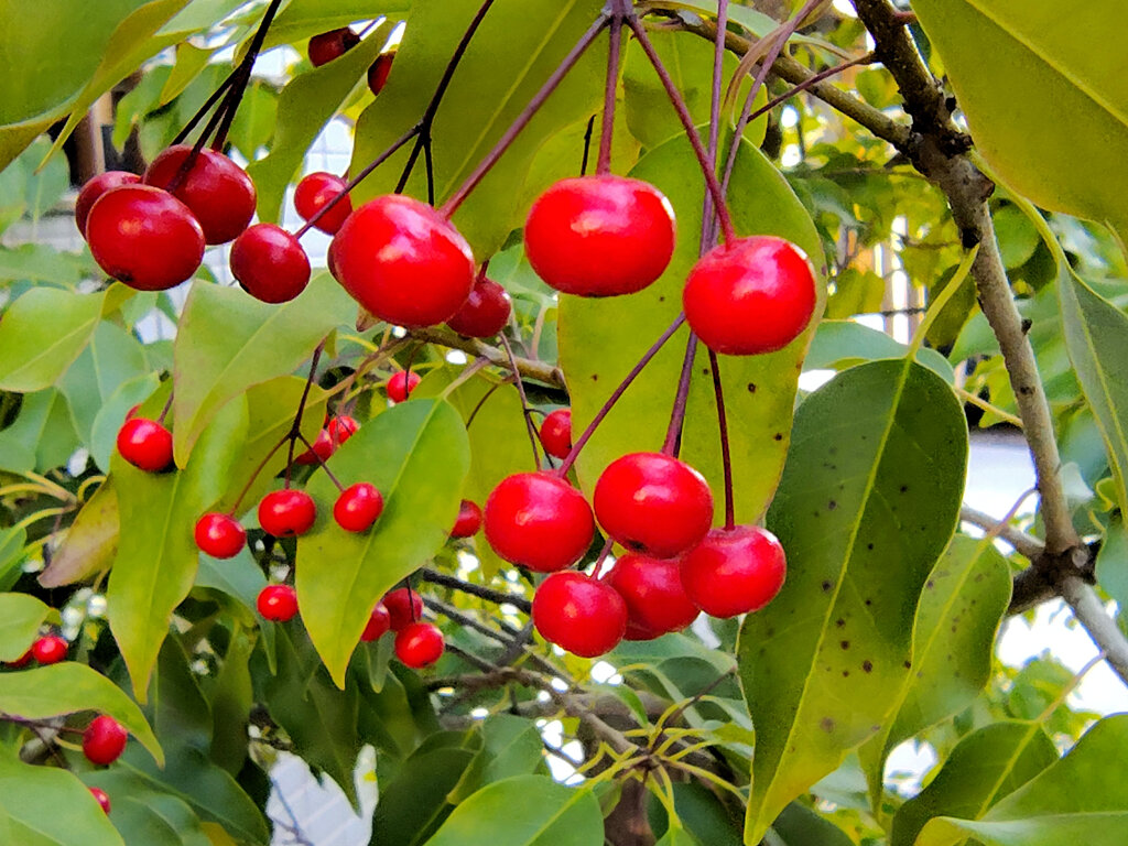 ソヨゴ（冬青）５