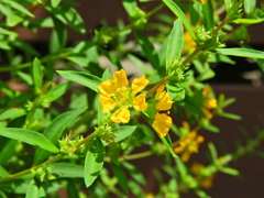 キバナミソハギ（黄花禊萩）３