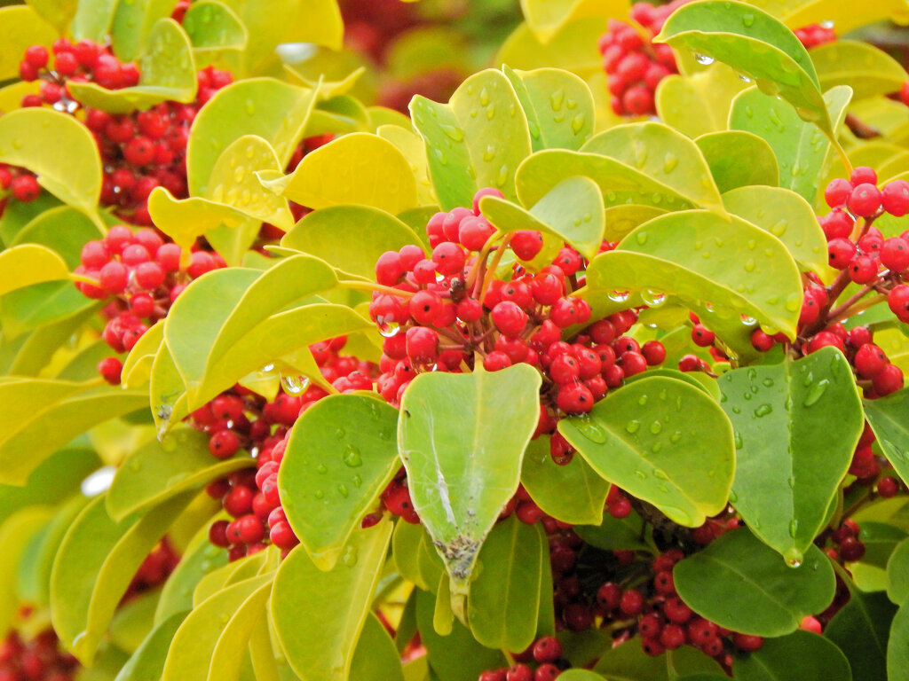 雨上がりのクロガネモチ　３