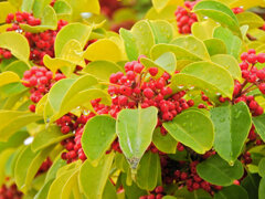 雨上がりのクロガネモチ　３