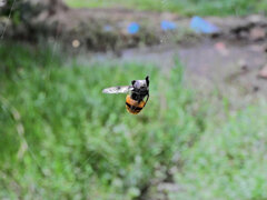 ハチさんチーン Ω＼ζ゜)南無...(-人-) Д│~~