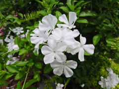 瑠璃茉莉 （るりまつり）（プランバーゴ）白花　１