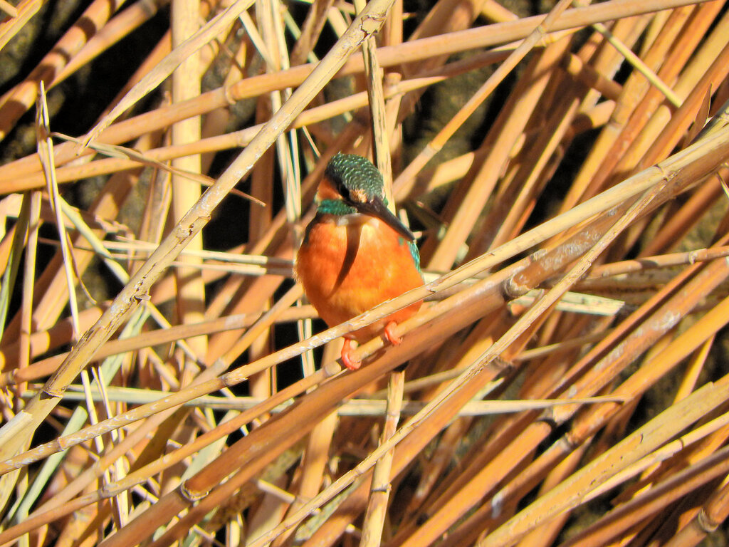今日のカワセミ　さん　４