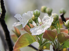 ニホンヤマナシ の花　２