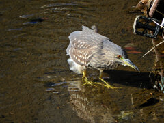 ホシゴイ（ゴイサギの幼鳥）３