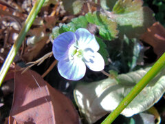 大犬のフグリ （おおいぬのふぐり）１