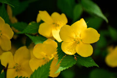 山吹　５