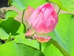 蓮　８