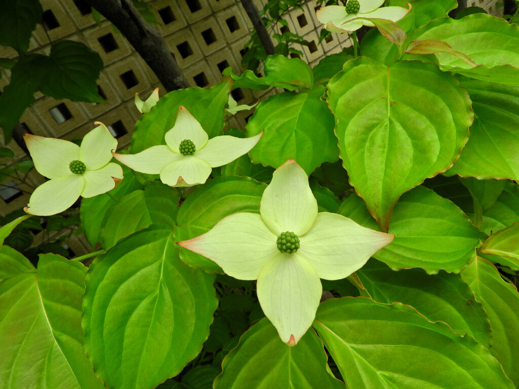 ヤマボウシ（山法師）　開花　５