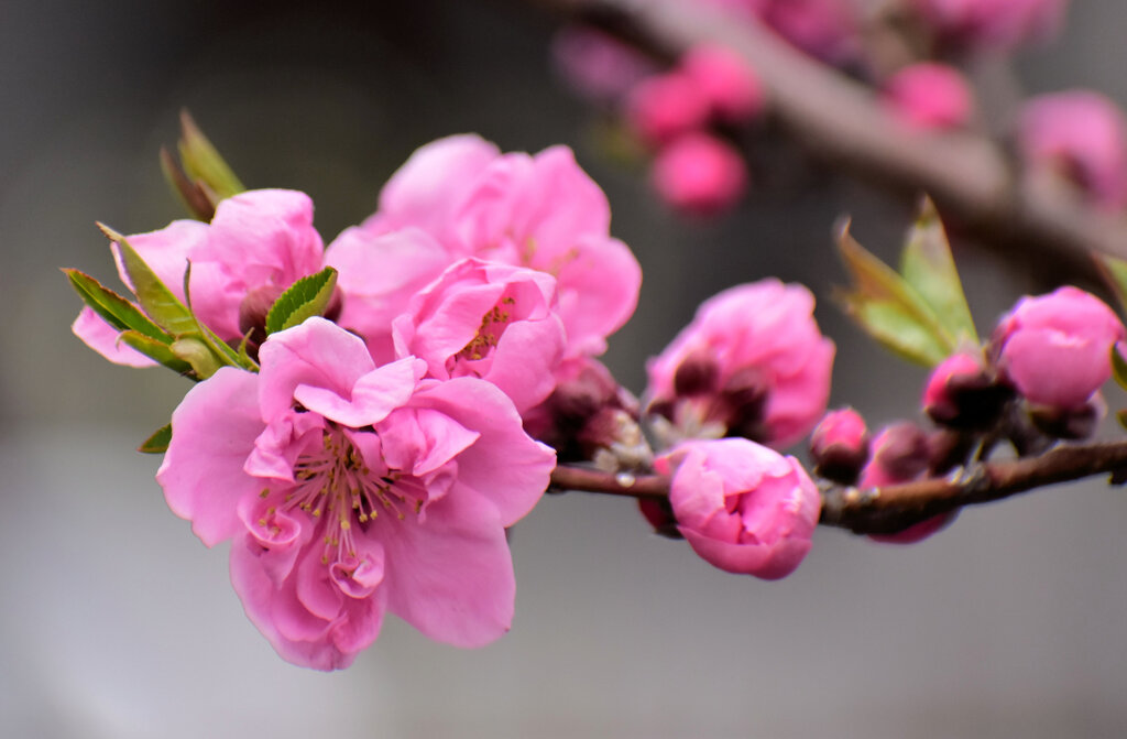 花桃　４