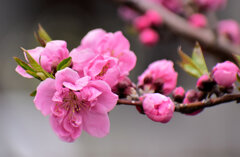 花桃　４