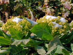 カリフローレに雪