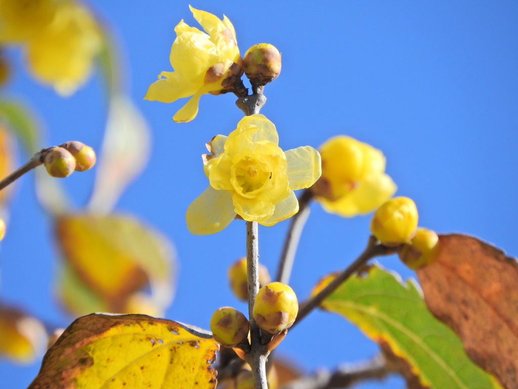 蝋梅が開花　５