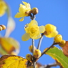 蝋梅が開花　５