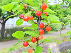 桜桃 （ゆすらうめ）実　７