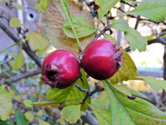 山樝子（さんざし）の実　５