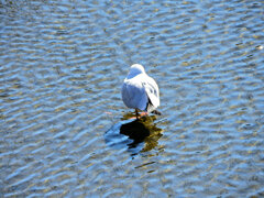 ユリカモメ　さん　１