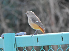 久々の　ジョビ子さん　６