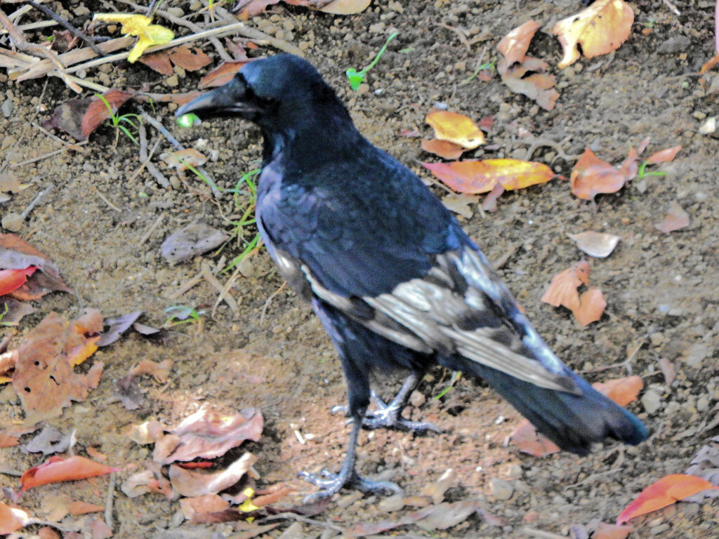 カラス　白い羽が混ざった個体　３