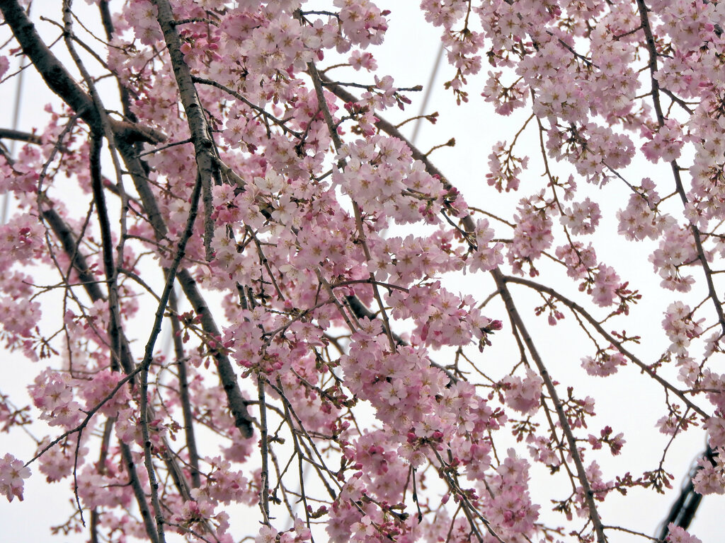 枝垂れ桜　開花　１