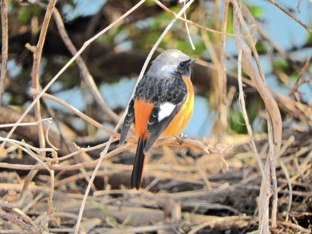 ジョビ男　と遊んだ　３