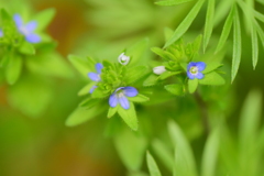 たちいぬのふぐり(立犬の陰嚢)4  たちいぬのふぐり(立犬の陰嚢)4