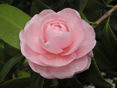 乙女椿　開花　3/4