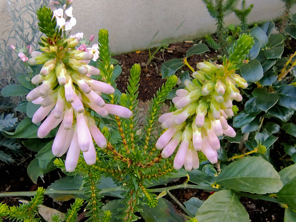 エリカ　様　３