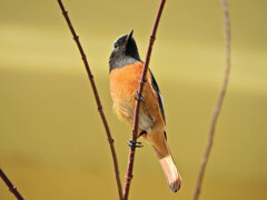 久々のジョビ男君　５