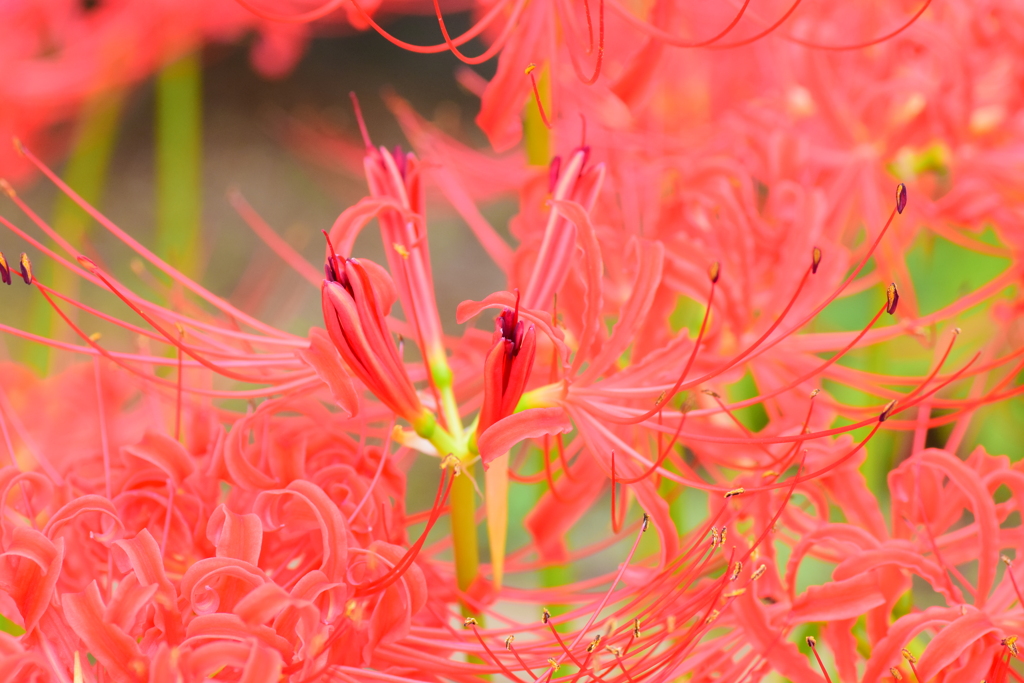 彼岸花２