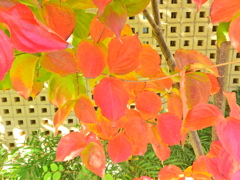 山法師 （やまぼうし）の紅葉　５