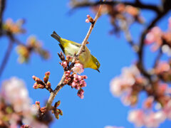 サクジロー　１